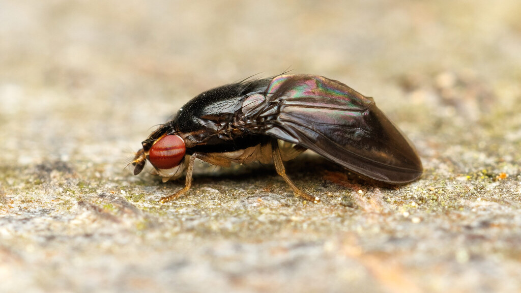 Drosophilidae Stegana mehadiae