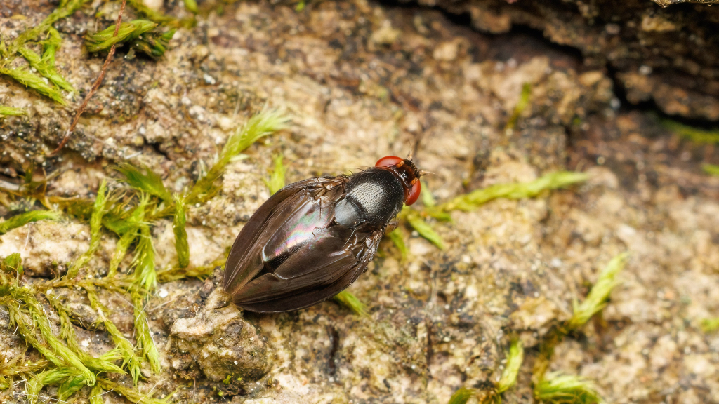 Stegana sp.