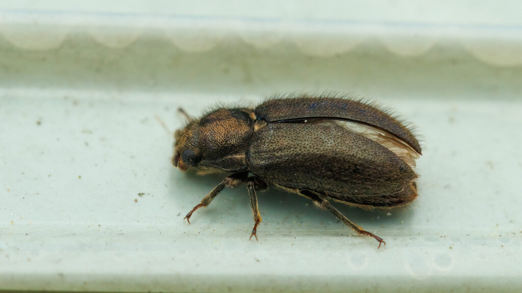 Dryopidae Dryops