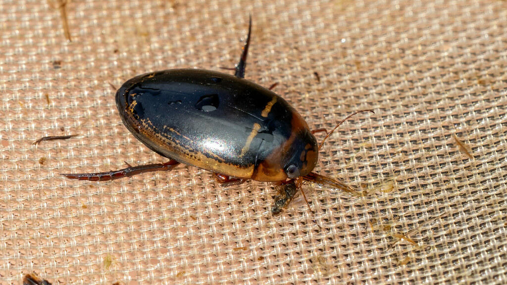 Dytiscidae Hydaticus transversalis