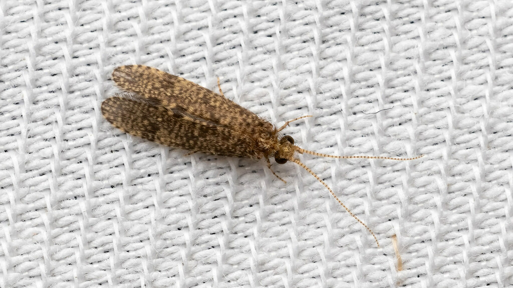 Ecnomidae Ecnomus tenellus