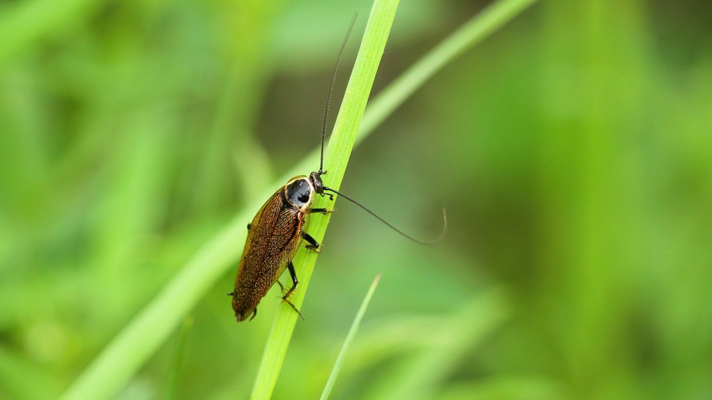 Ectobius sylvestris
