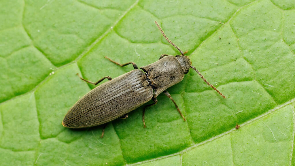 Elateridae Agriotes pilosellus