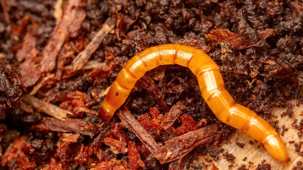 Elateridae Ampedus
