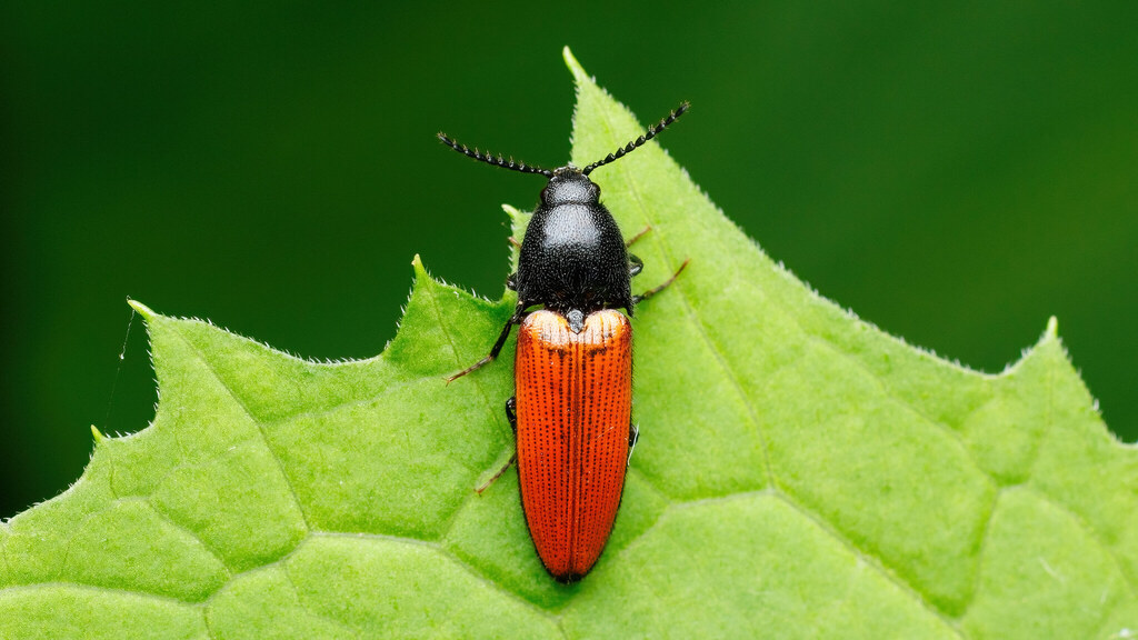 Elateridae Ampedus