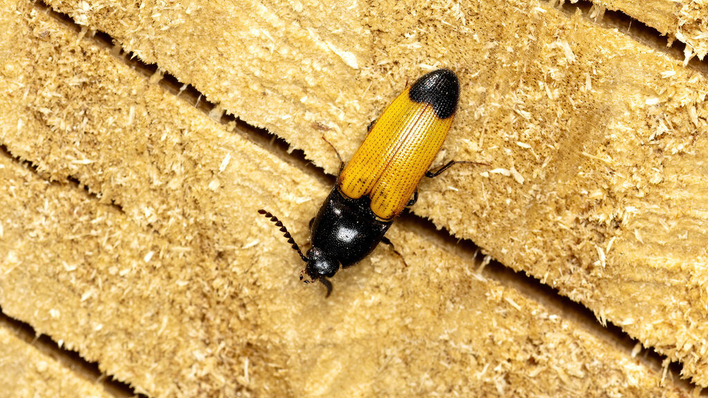 Elateridae Ampedus elegantulus