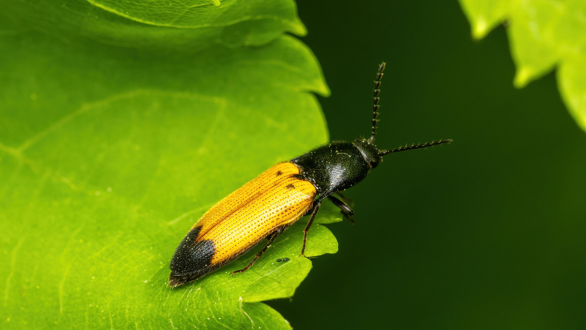 Elateridae Ampedus elegantulus