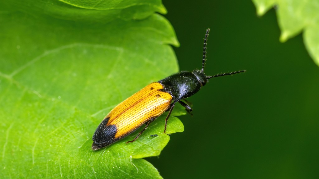 Elateridae Ampedus elegantulus