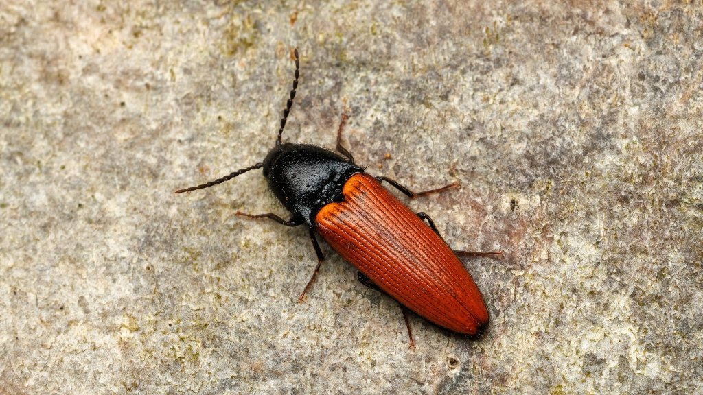 Ampedus pomorum
