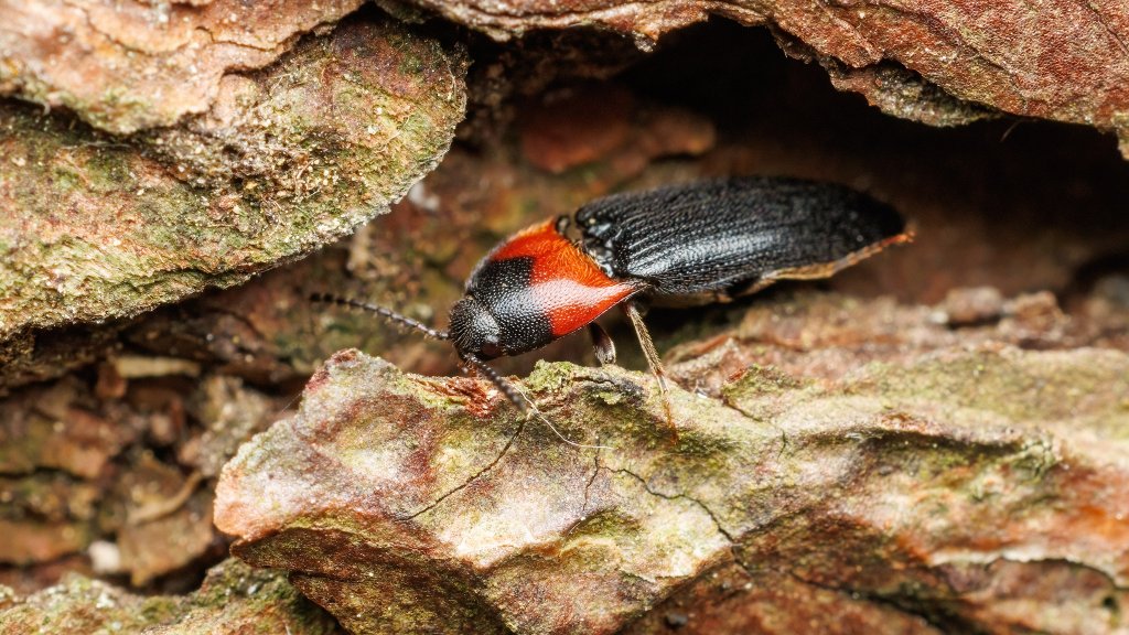 Ampedus sinuatus