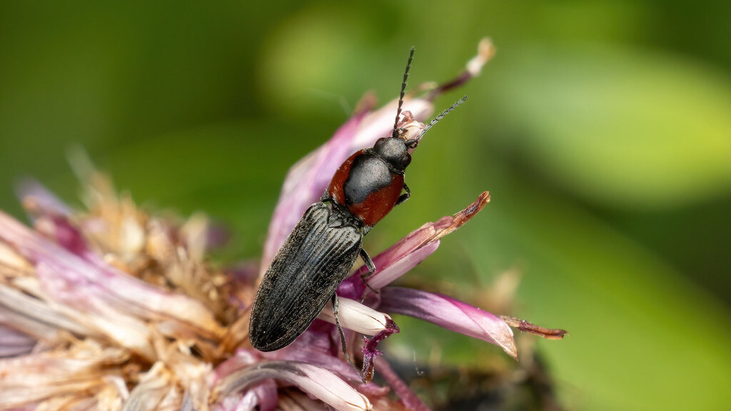 Elateridae Cardiophorus discicollis