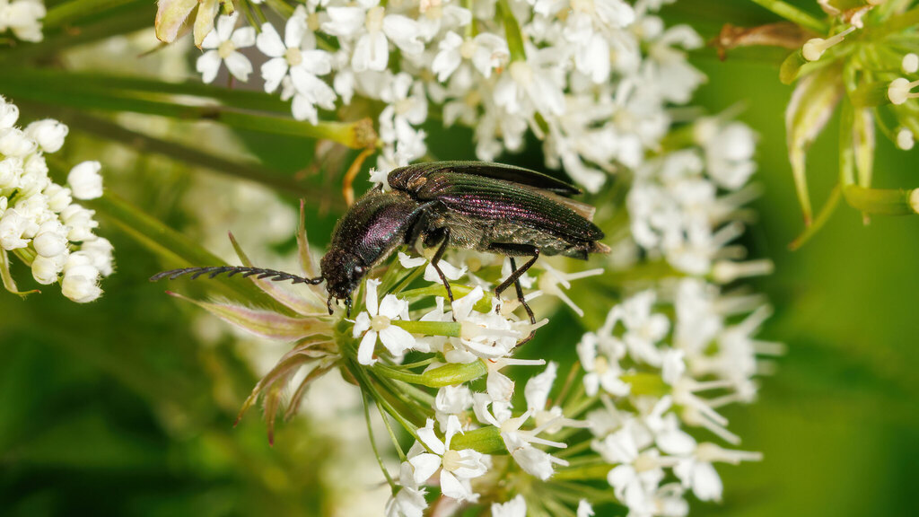 Elateridae Ctenicera cuprea