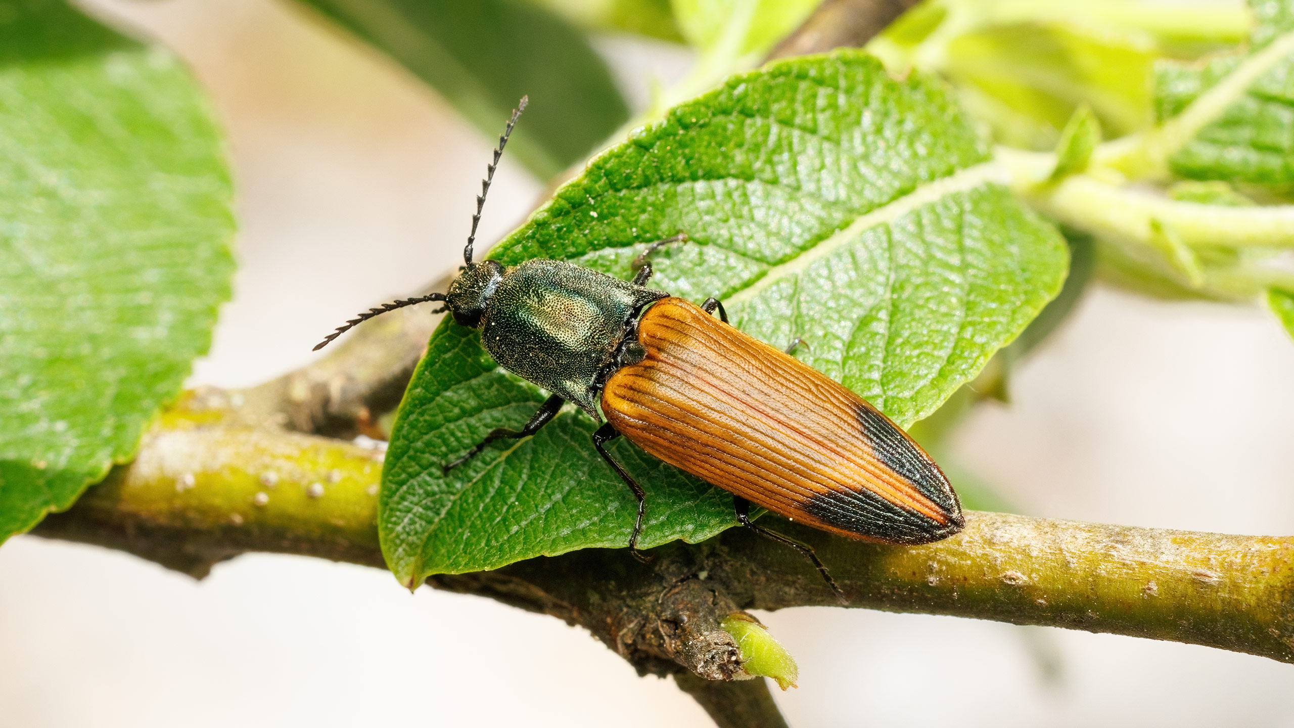 Elateridae Ctenicera virens