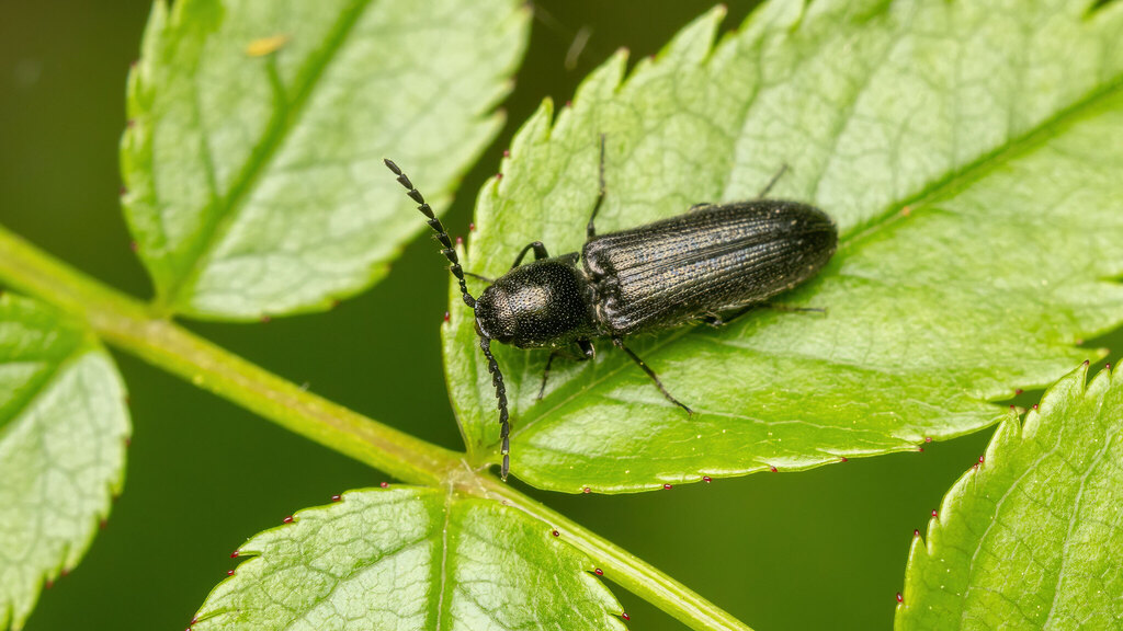 Elateridae Dendrometrini