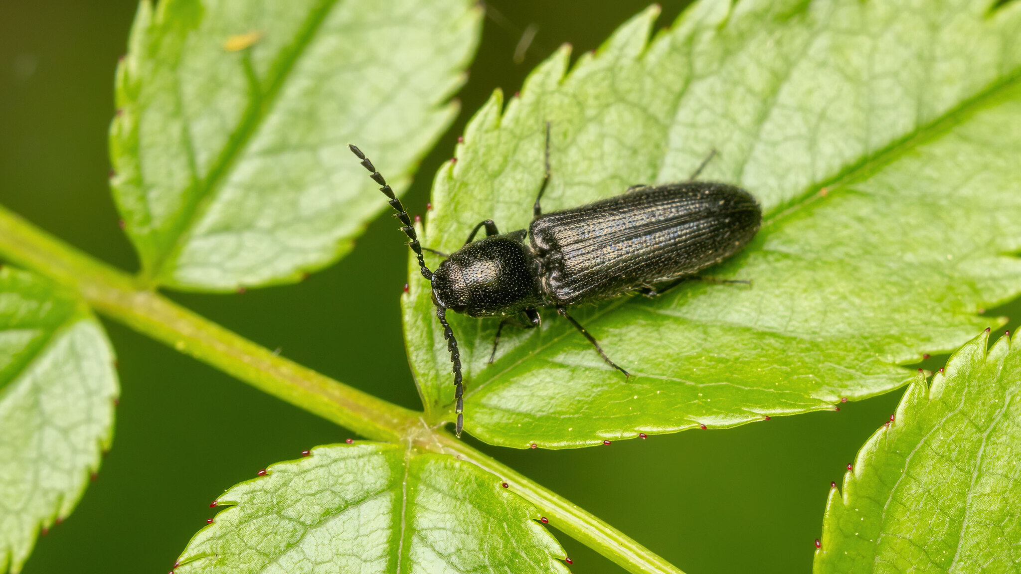 Elateridae Dendrometrini