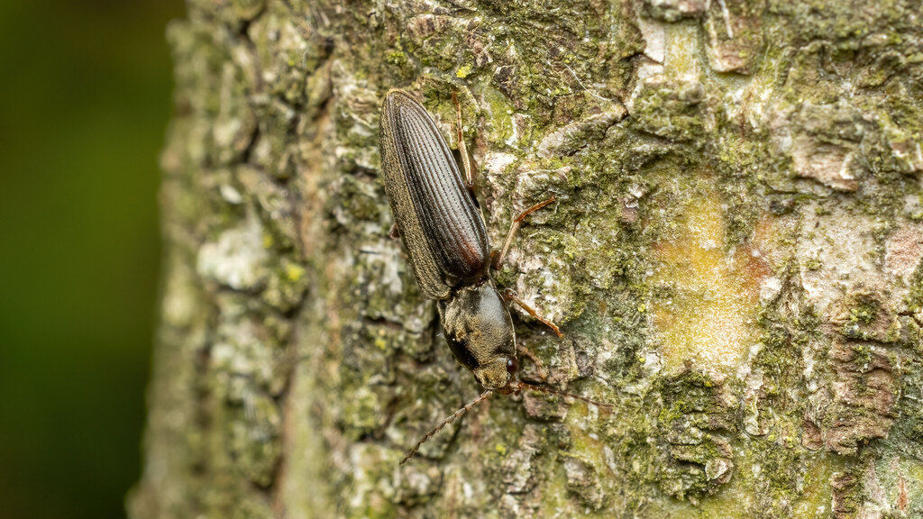 Elateridae Dicronychus