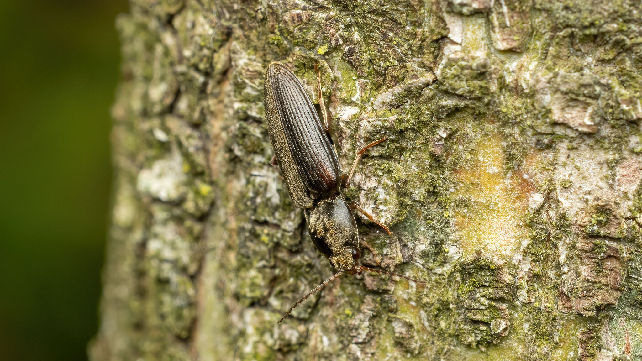 Elateridae Dicronychus