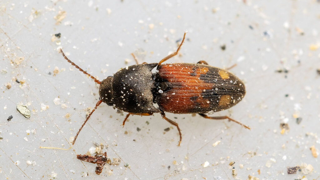 Elateridae Drasterius bimaculatus