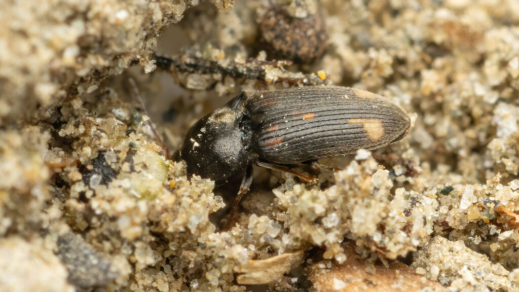 Elateridae Drasterius bimaculatus