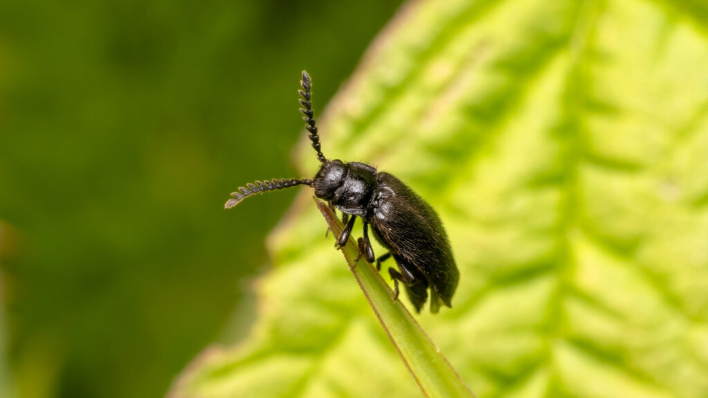 Elateridae Drilus concolor