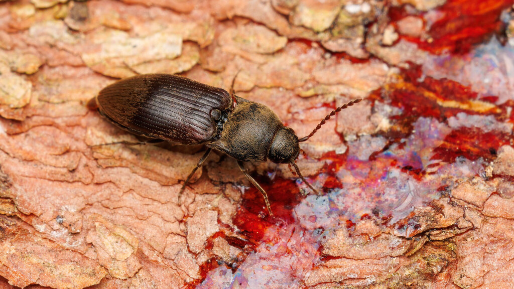 Elateridae Elaterinae