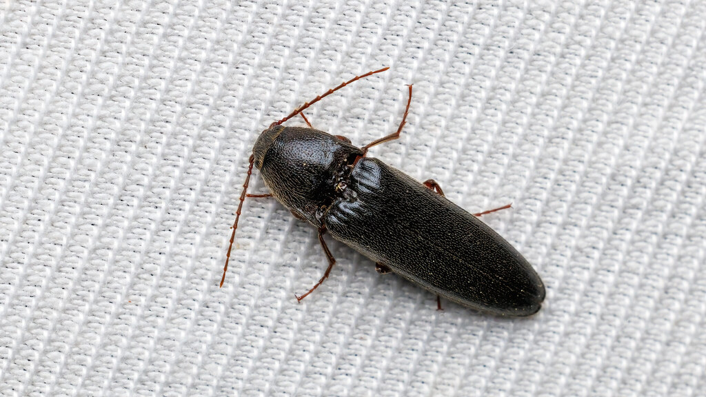 Elateridae Melanotus