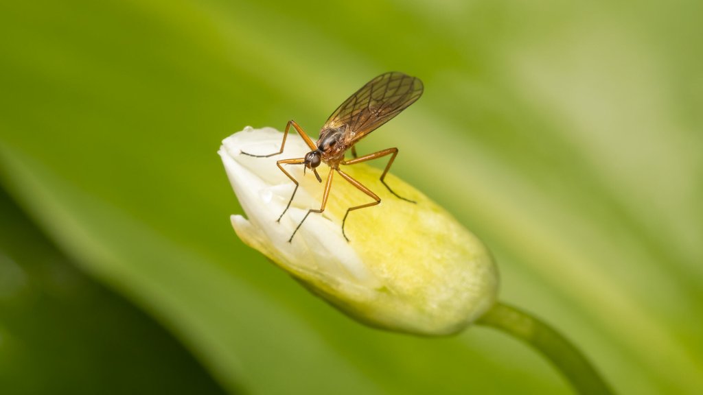 Empis sp.