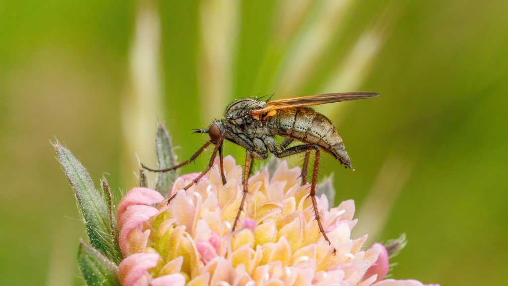 Empis sp.