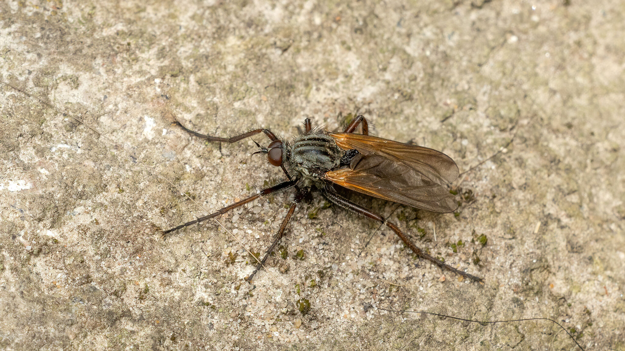 Empididae Empis tessellata