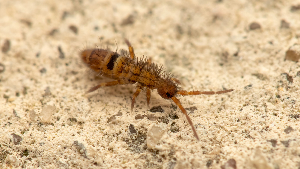 Entomobryidae Orchesella cincta