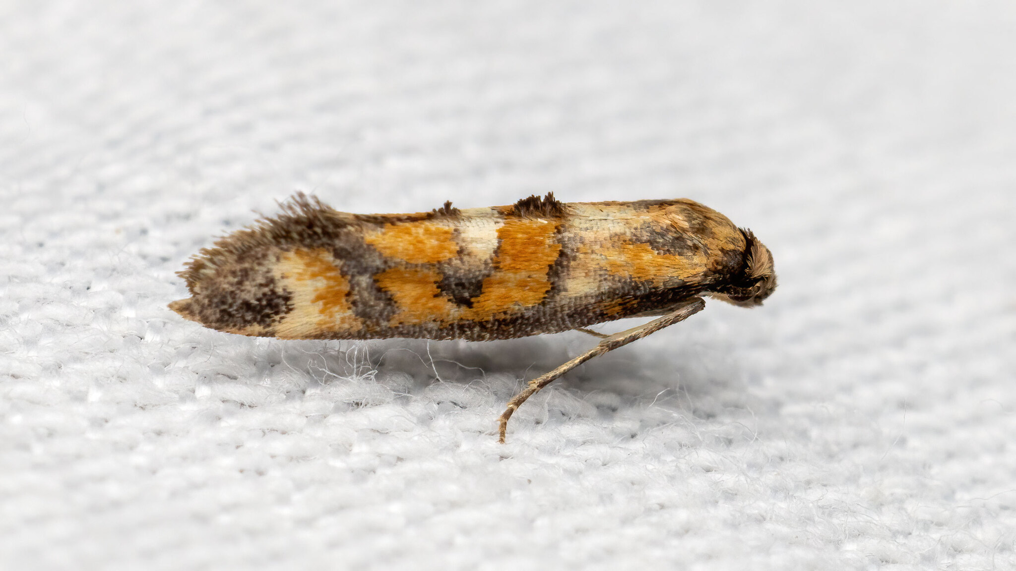 Epermeniidae Epermenia pontificella