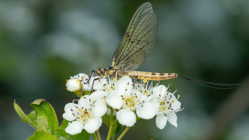 Ephemeridae Ephemera danica