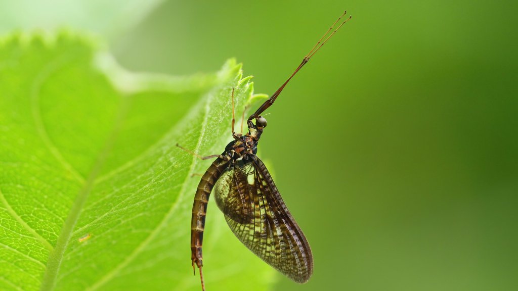 Ephemera vulgata