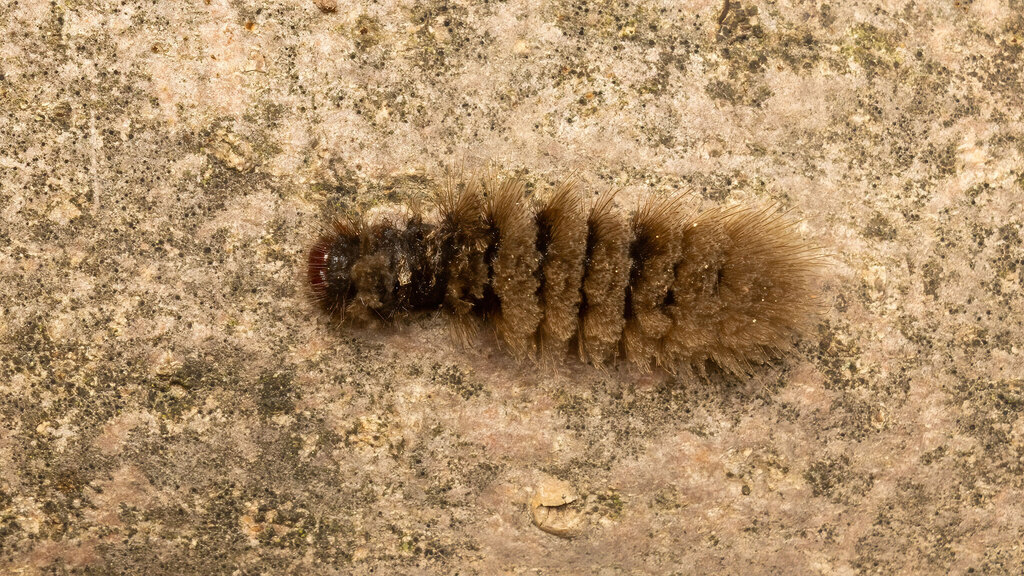 Erebidae Amata phegea