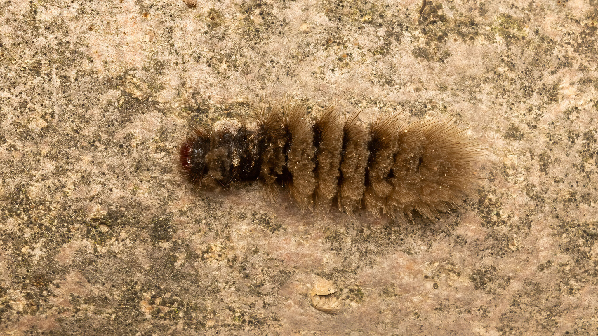 Erebidae Amata phegea