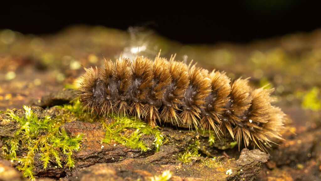 Erebidae Amata phegea