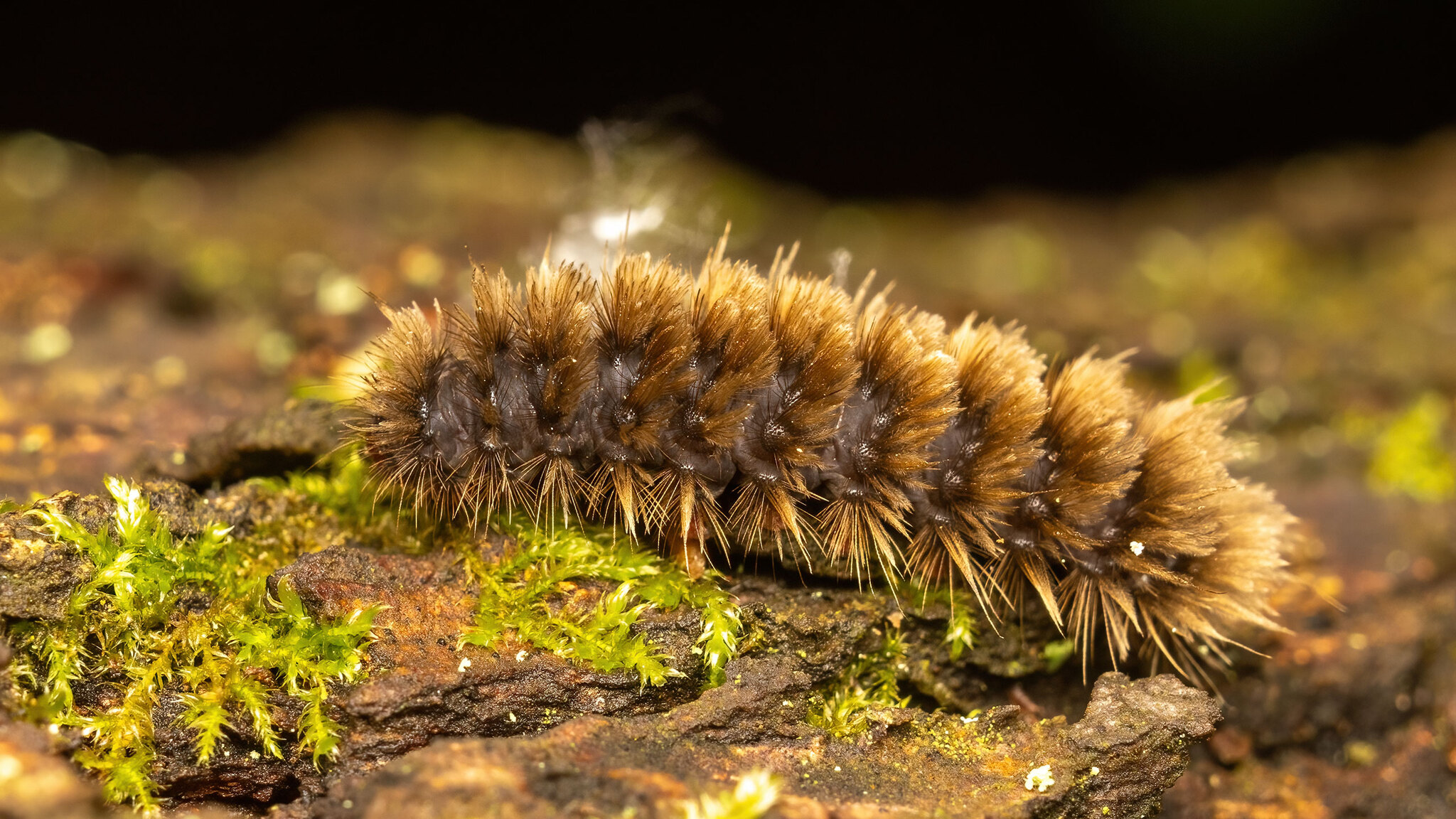 Erebidae Amata phegea