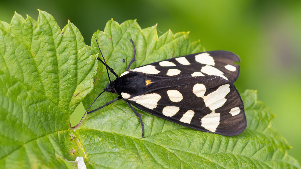 Erebidae Arctia villica