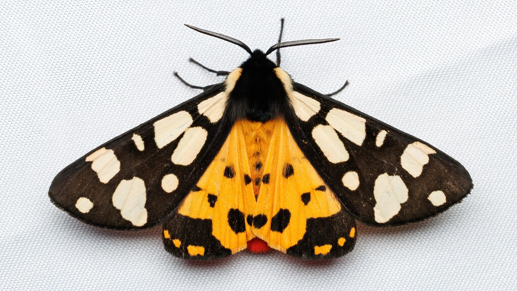 Erebidae Arctia villica