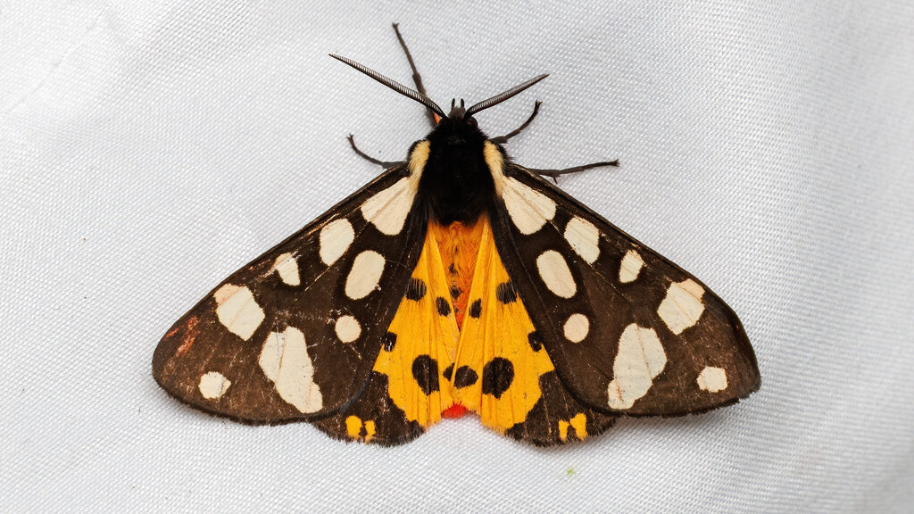 Erebidae Arctia villica