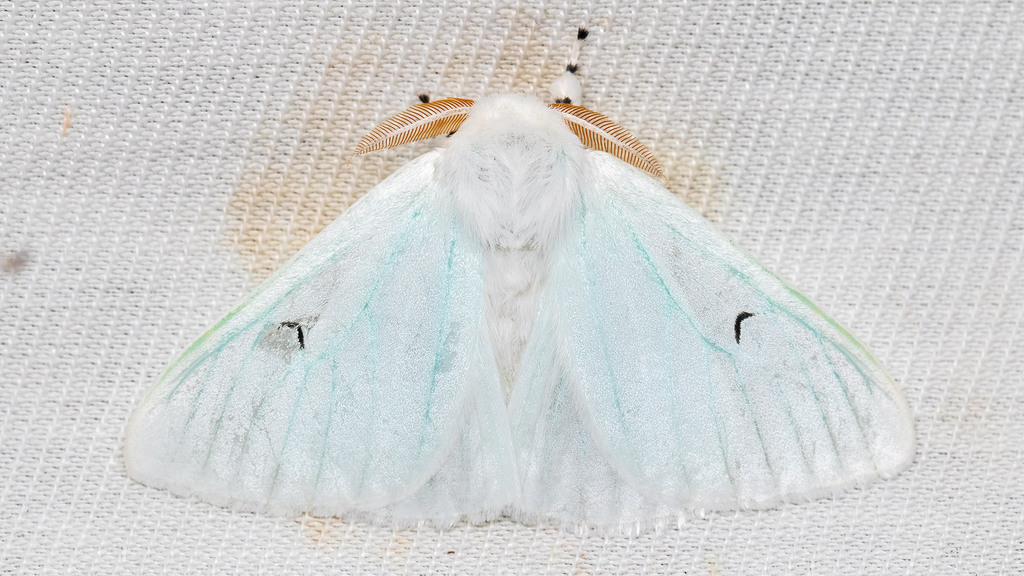 Erebidae Arctornis l-nigrum
