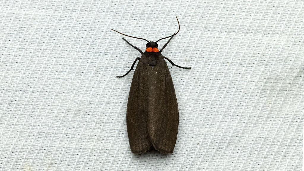 Erebidae Atolmis rubricollis
