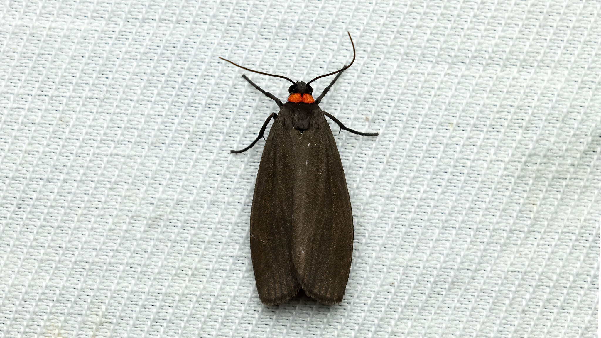 Erebidae Atolmis rubricollis