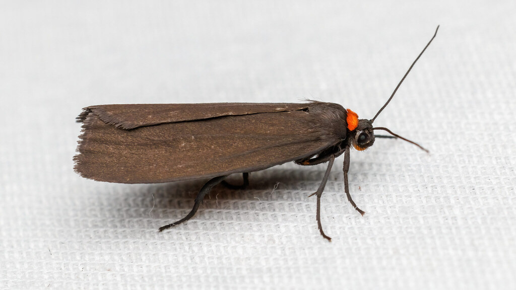 Erebidae Atolmis rubricollis