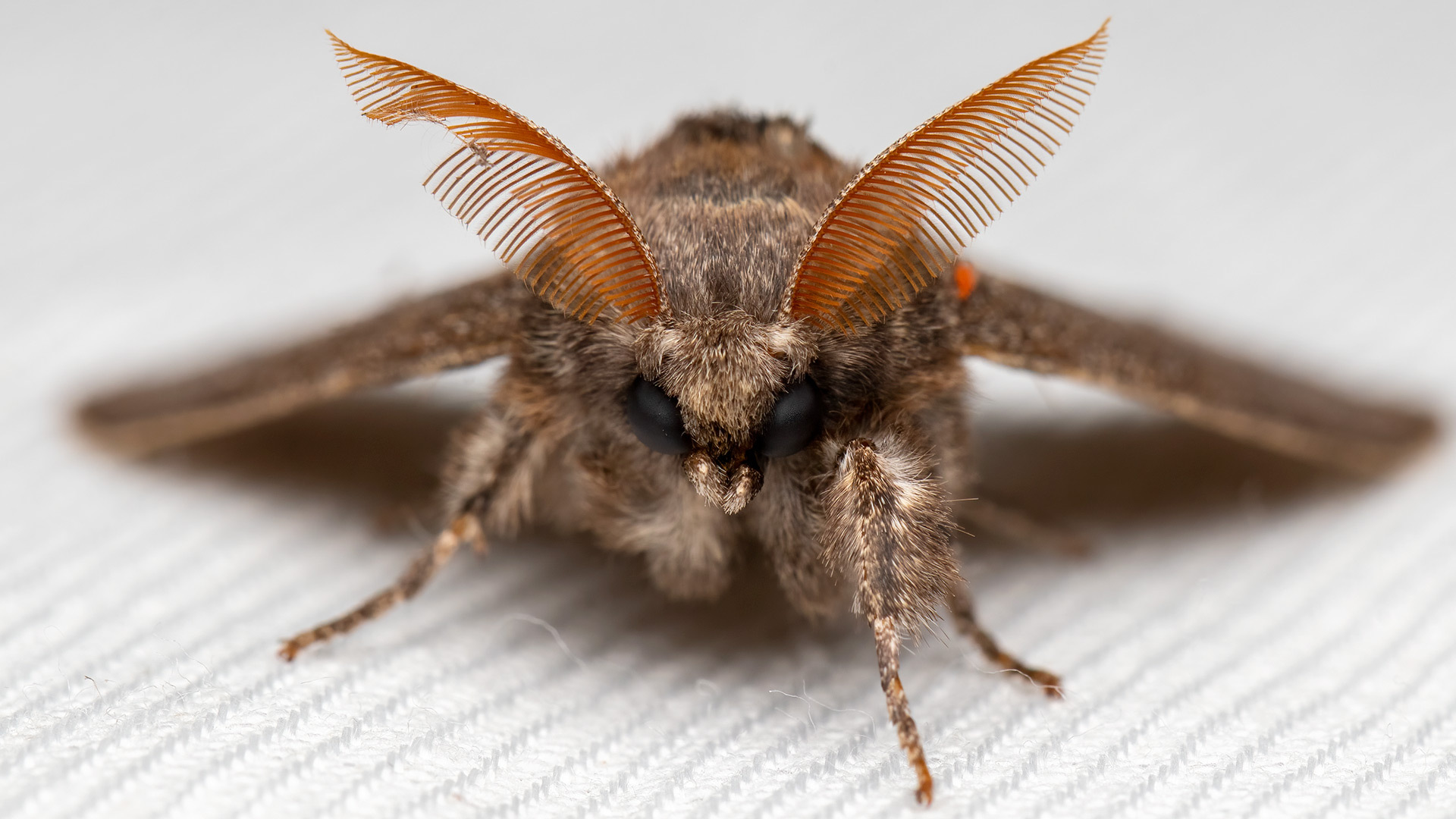 Erebidae Calliteara pudibunda