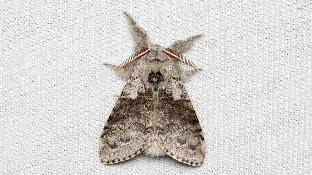 Erebidae Calliteara pudibunda