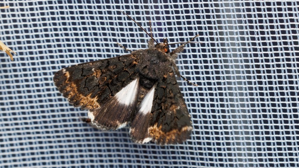 Catephia alchymista
