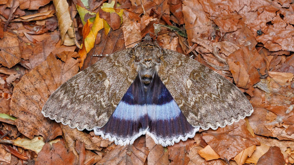 Catocala fraxini