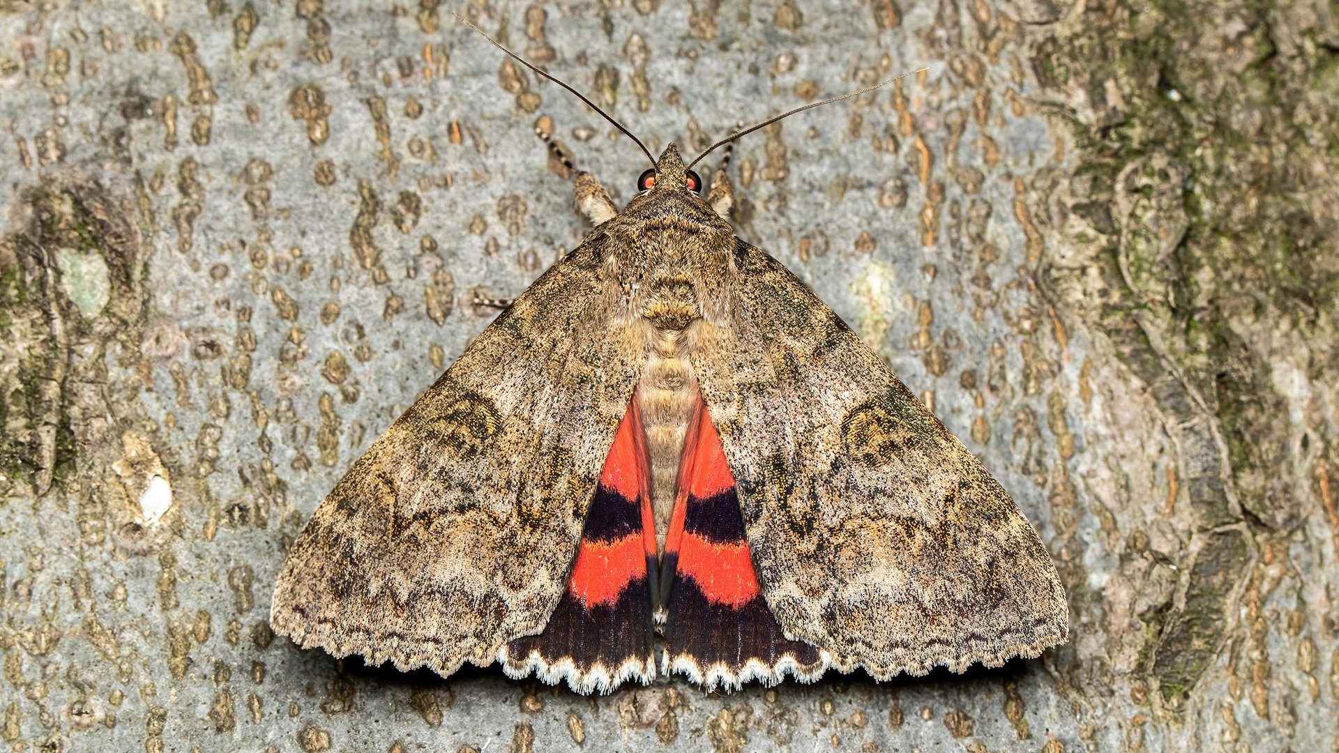 Erebidae Catocala nupta