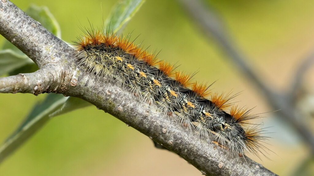 Erebidae Diacrisia purpurata